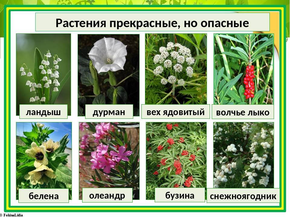 Вечнозеленые растения: фото и названия, обзор подходящих для сада культур