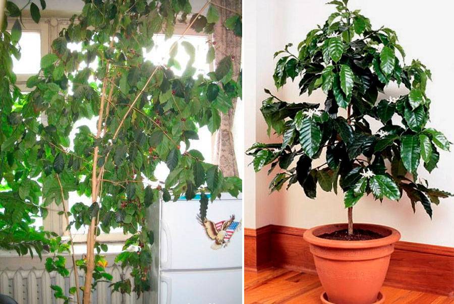 Кофейное дерево: уход в домашних условиях | огородник