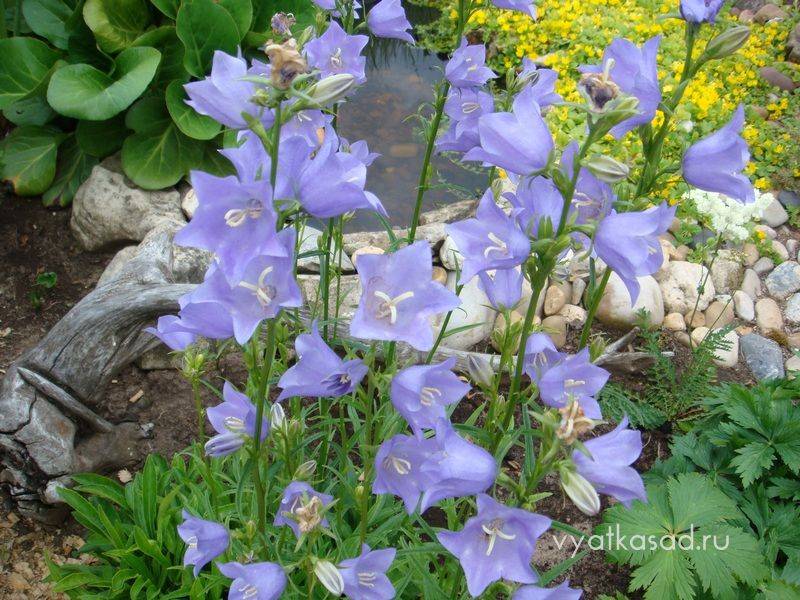 Колокольчик садовый многолетний: как выращивать, какие колокольчики многолетние стоит посадить в саду. | красивый дом и сад