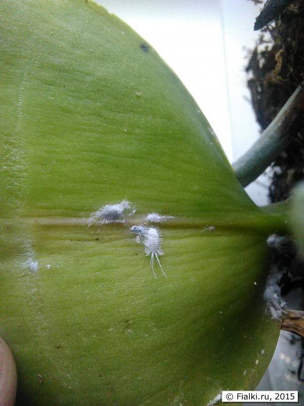 Лечение болезней фаленопсиса с липкими листьями: их фото, объяснение, из-за чего на орхидеях появляются клейкие пятна и советы того, что делать в этом случае selo.guru — интернет портал о сельском хоз