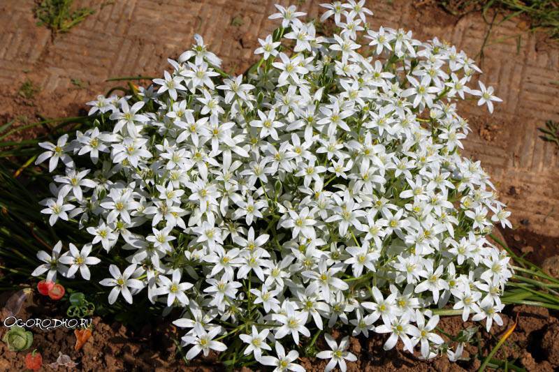 Орнитогалум цветок. описание, особенности, виды и уход за орнитогалумом