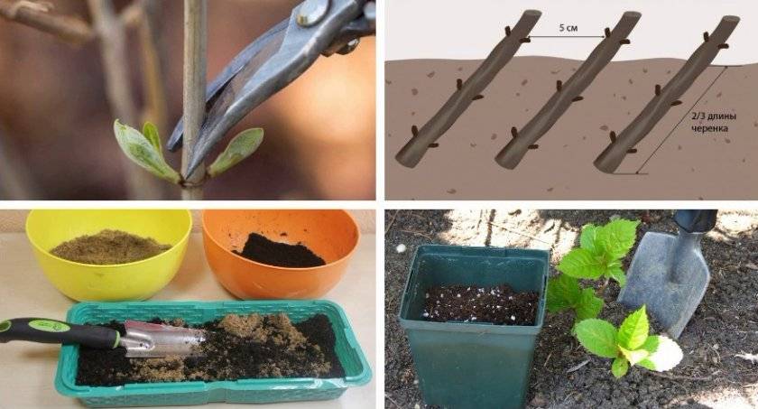 Как размножить садовую гортензию