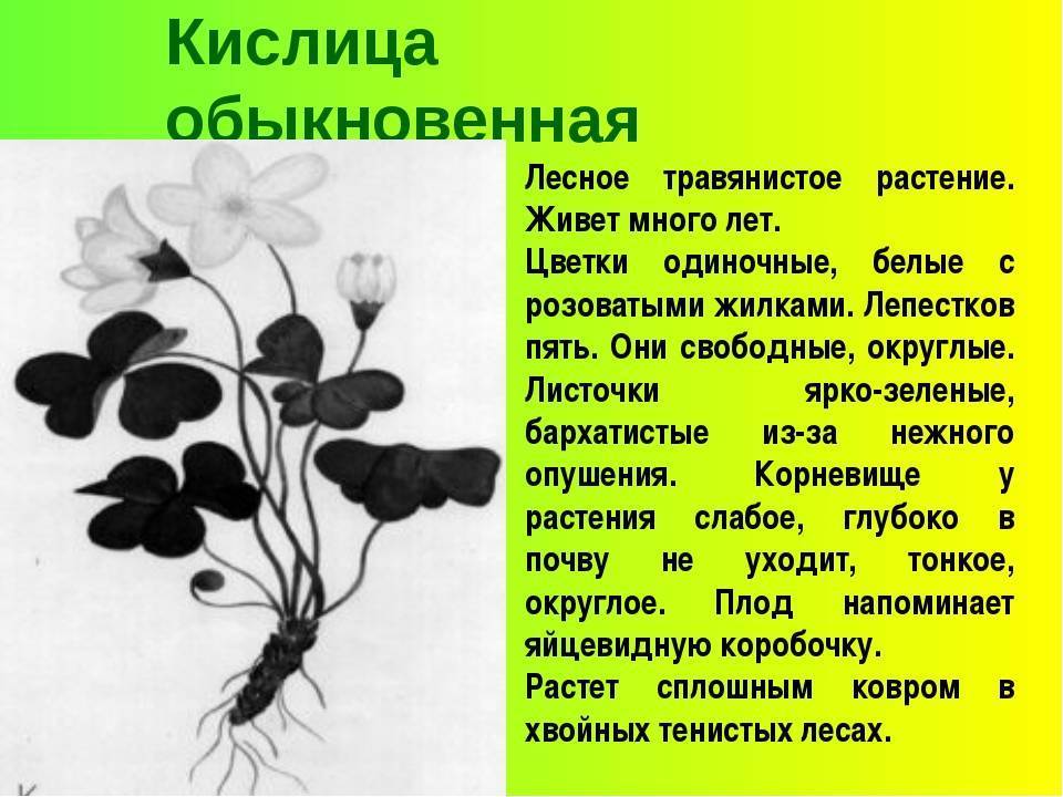 Оксалис (кислица): приметы и суеверия, сорта цветка, посадка и уход в домашних условиях, на клумбе, размножение, почему вянет, сохнут листья