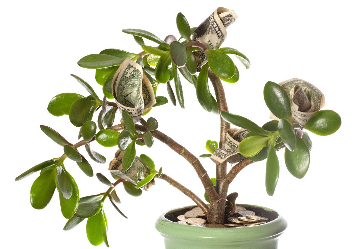 Живые талисманы: значение комнатных растений по фен-шуй, секреты выбора и использования