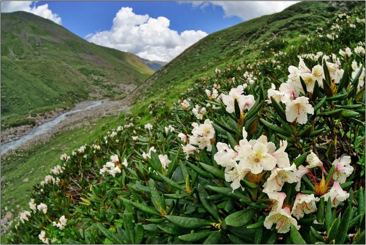 Кавказский рододендрон: лечебные свойства, противопоказания, фото