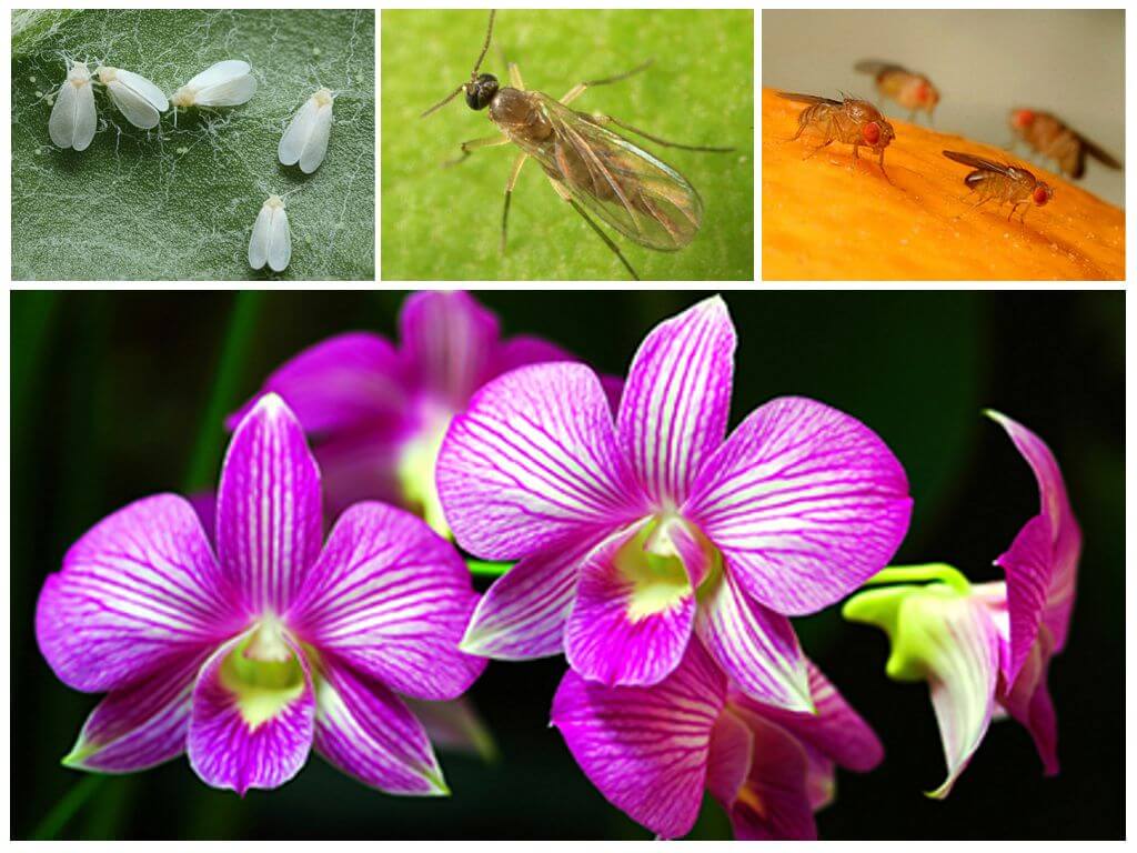 Как избавиться от мошки в орхидее в домашних условиях простые способы