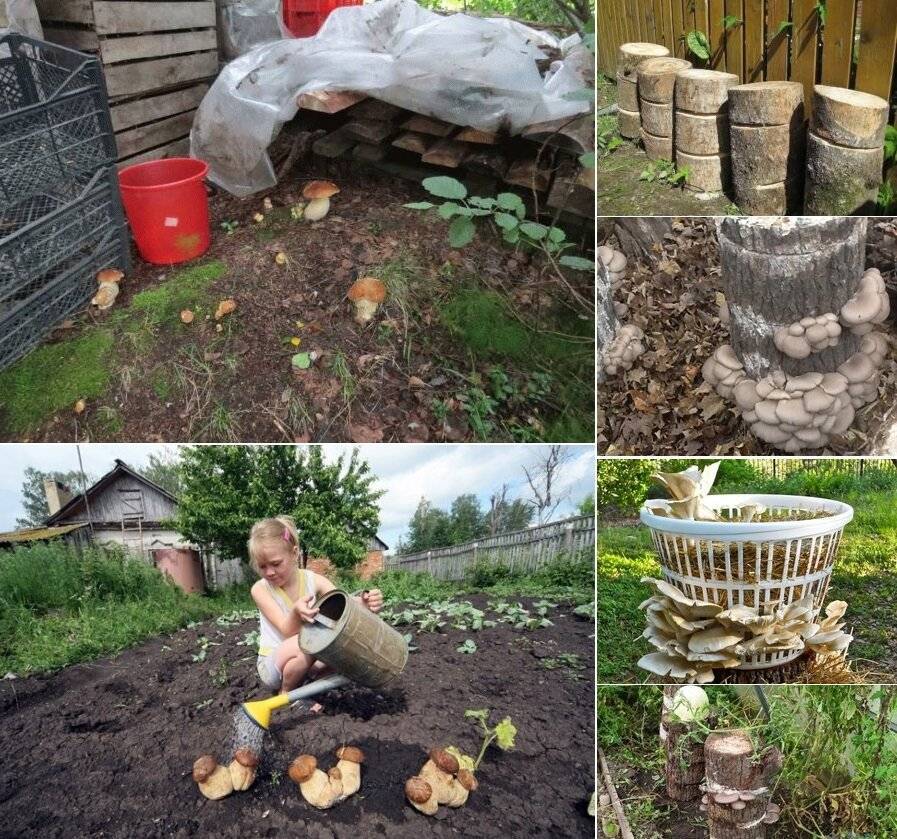 Выращивание грибов на даче и в огороде: пошаговая инстуркция