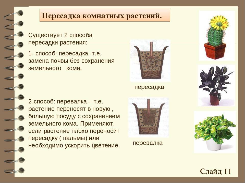 Цветочные композиции из комнатных растений и цветов в одном горшке: фото, правила составления