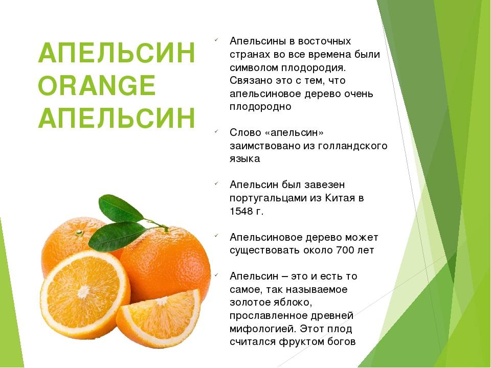 Как вырастить апельсин из косточки в домашних условиях (уход и пересадка)