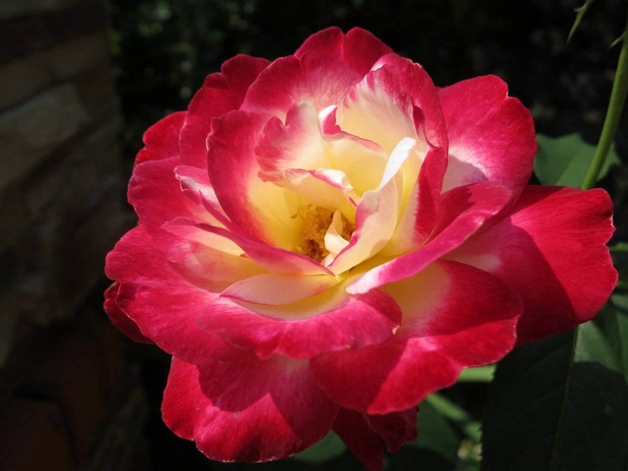 Описание чайно-гибридного сорта розы дабл делайт: уход за «двойным удовольствием»