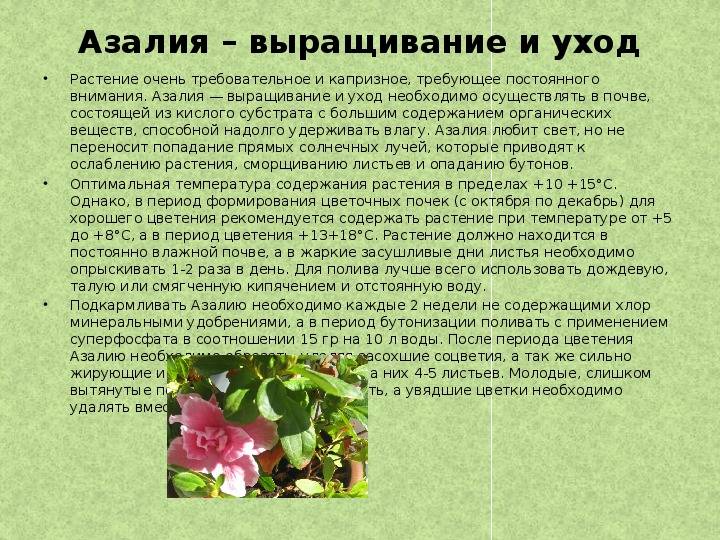 Как вырастить в средней полосе россии азалию листопадную? сорта для подмосковья. 