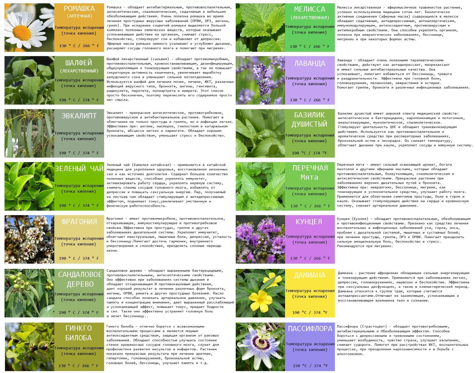 Лечение натуральными иммуномодуляторами растительного происхождения: классификация растений и трав