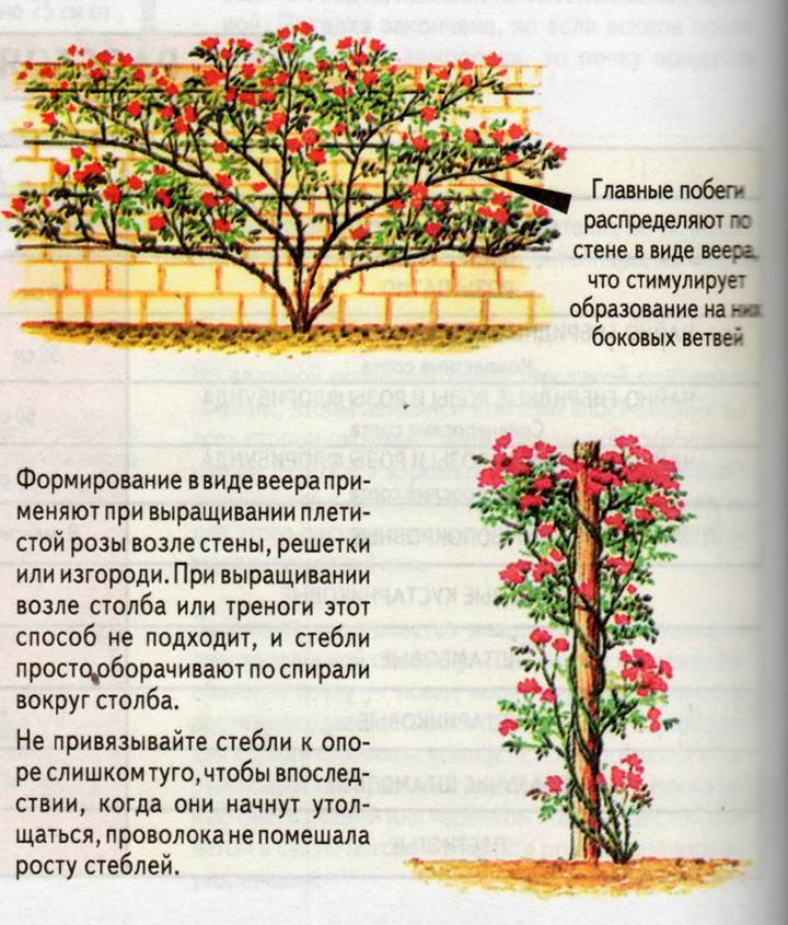 Описание и применение в ландшафтном дизайне плетистой розы лагуна