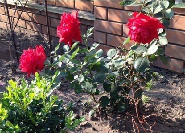Софи лорен роза - описание, советы по выращиванию, отзывы
