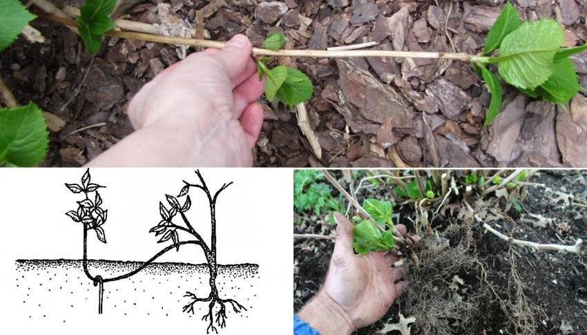 Как размножить лапчатку в открытом грунте: черенкование, отводки, деление куста