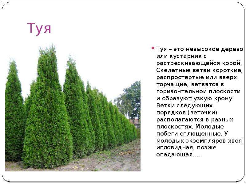 Туя западная даника (danica): фото и описание, размеры взрослого дерева