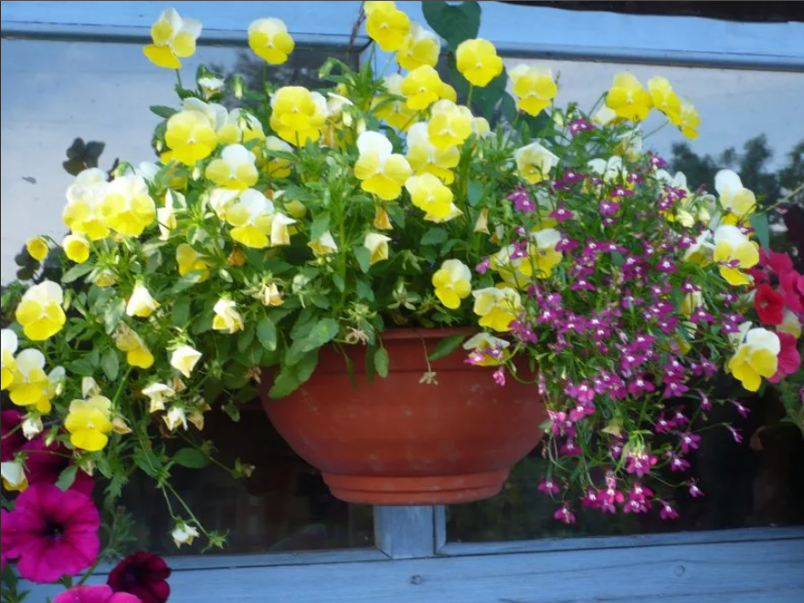 Выращивание виолы на балконе и в саду: уход за виолой | цветок в доме