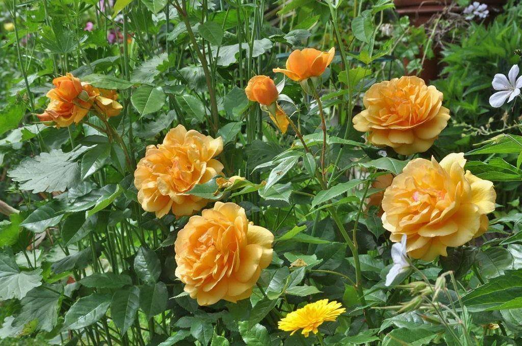 Аристократичная роза crown princess margareta • розы и сад