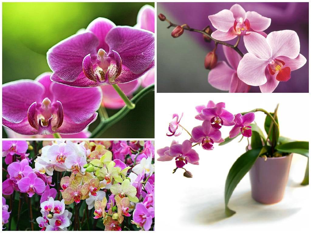 Орхидея по фен-шуй — значение и правила размещения