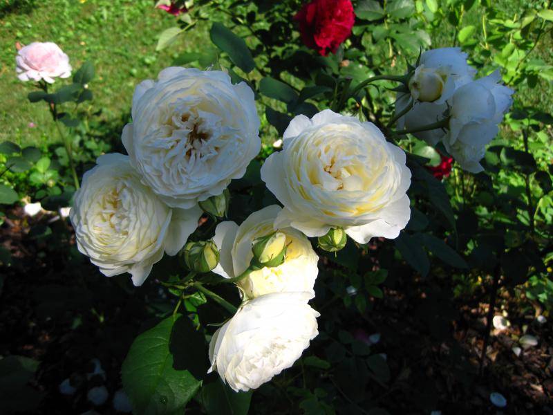 Роза клер роуз фото и описание отзывы