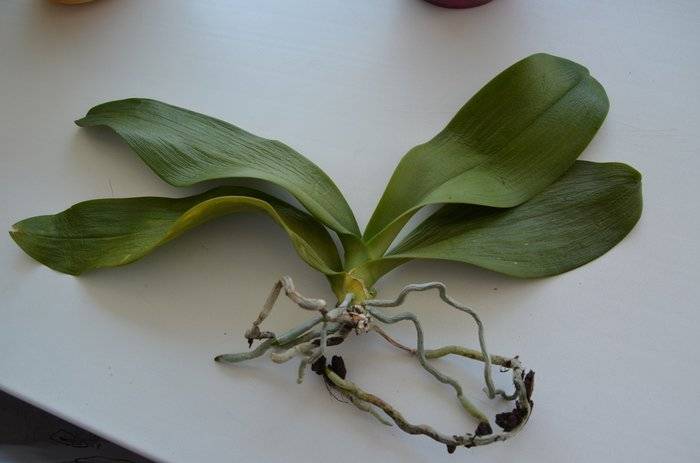 Почему у орхидеи сохнут листья: причины проблем с засыханием кончиков и не только