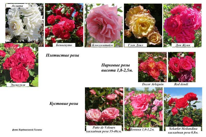 Плетистая роза лагуна: описание и фото