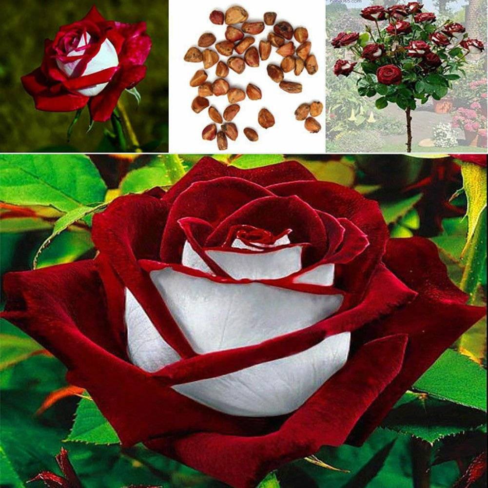Розы бело красные название. Сорт розы Осирия.