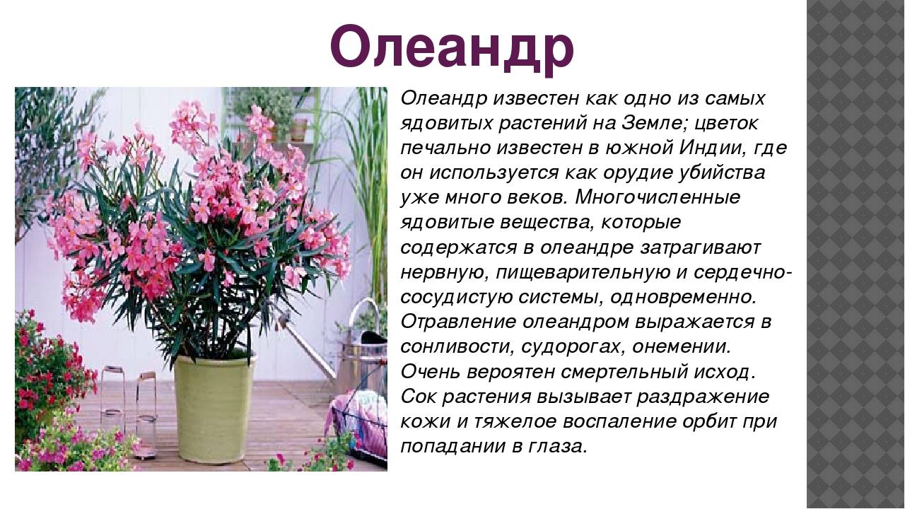 Олеандр: фото, уход в домашних условиях, выращивание, черенки, размножение, ядовитый или нет, обрезка, обыкновенный, комнатный цветок