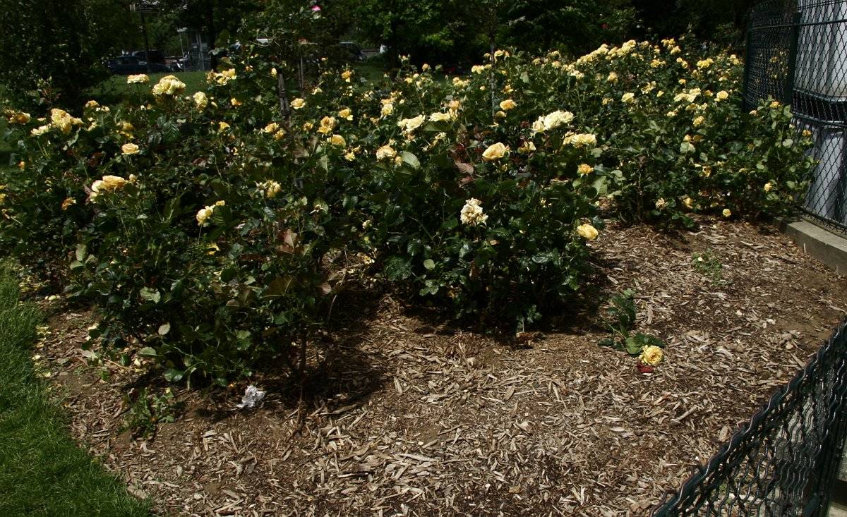 Как грамотно мульчировать розы, чтобы и полезно, и эстетично? хорошие советы