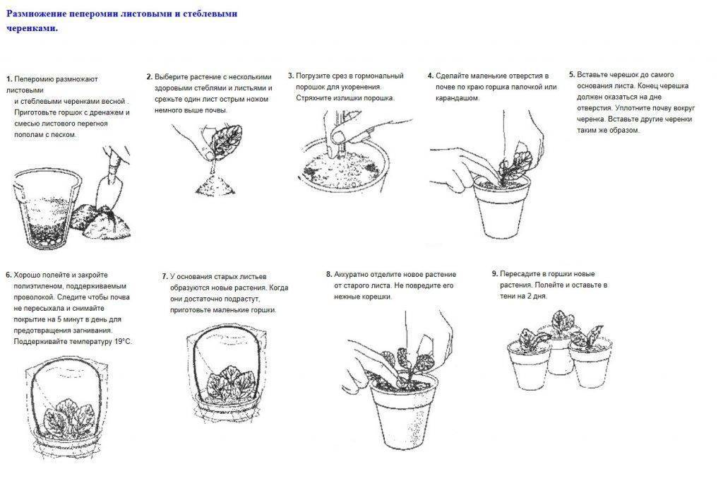Маранта - уход за домашним цветком | подробное описание растения
