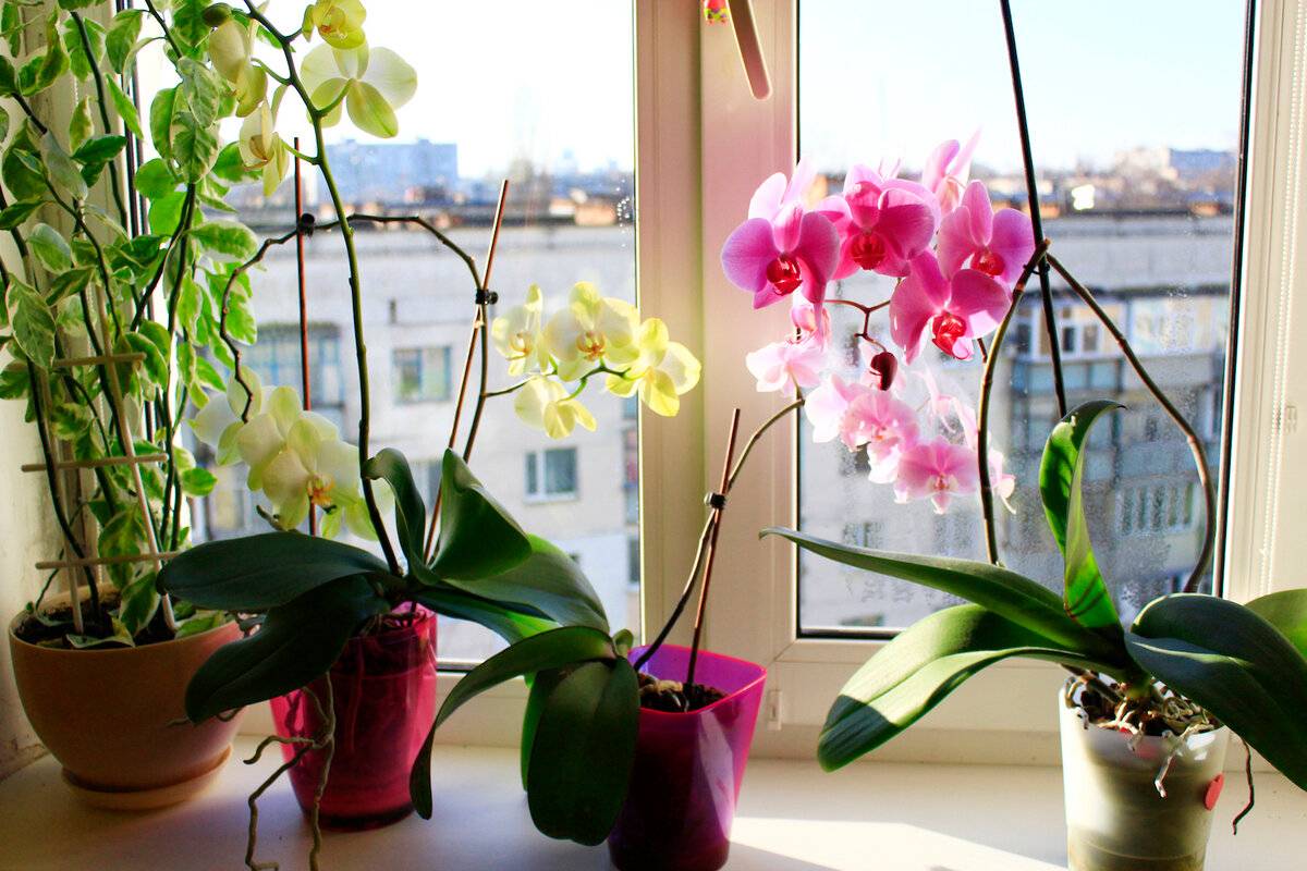 8 реальных причин почему не хочет цвести орхидея, а листья активно растут, что делать в домашних условиях