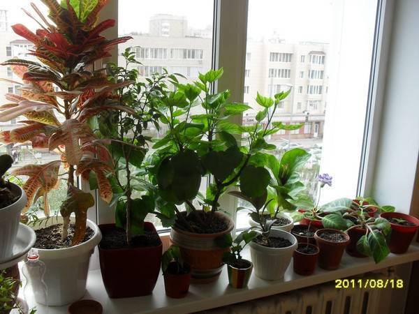 Растения, любящие тень и солнце, выносливые и прихотливые