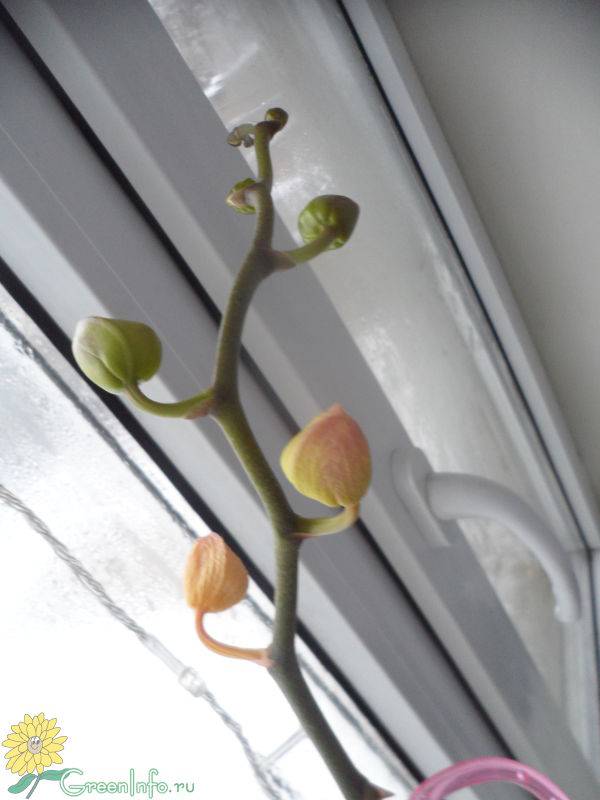 Почему орхидея сбрасывает цветки и бутоны? уход в домашних условиях. фото — ботаничка