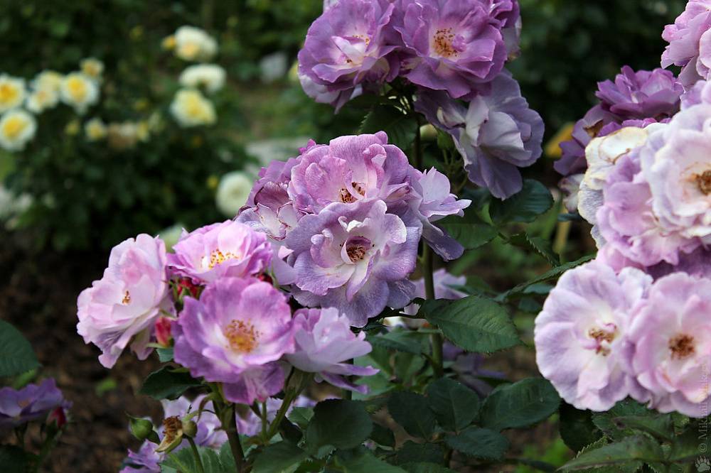 Топ 12 сортов розы флорибунда, посадка и уход в открытом грунте