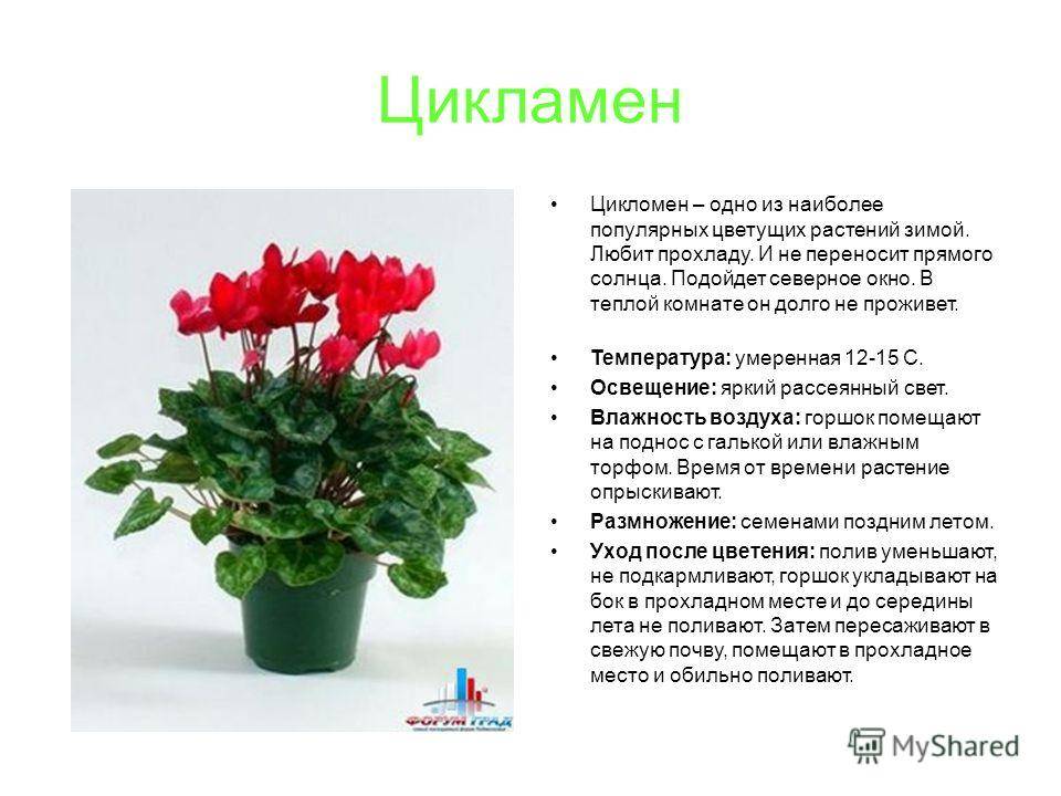 Цикламен в горшке: уход, пересадка и размножение в домашних условиях - sadovnikam.ru
