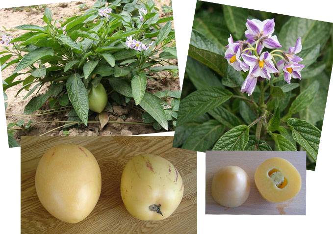 Пепино (дынная груша): что это за фрукт, выращивание и уход