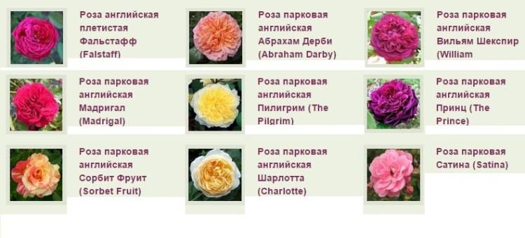 Роза мэри роуз: фото и описание сорта, отзывы