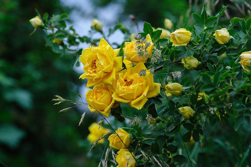 Растение роза / шиповник: фото, сорта, выращивание, посадка и уход в открытом грунте