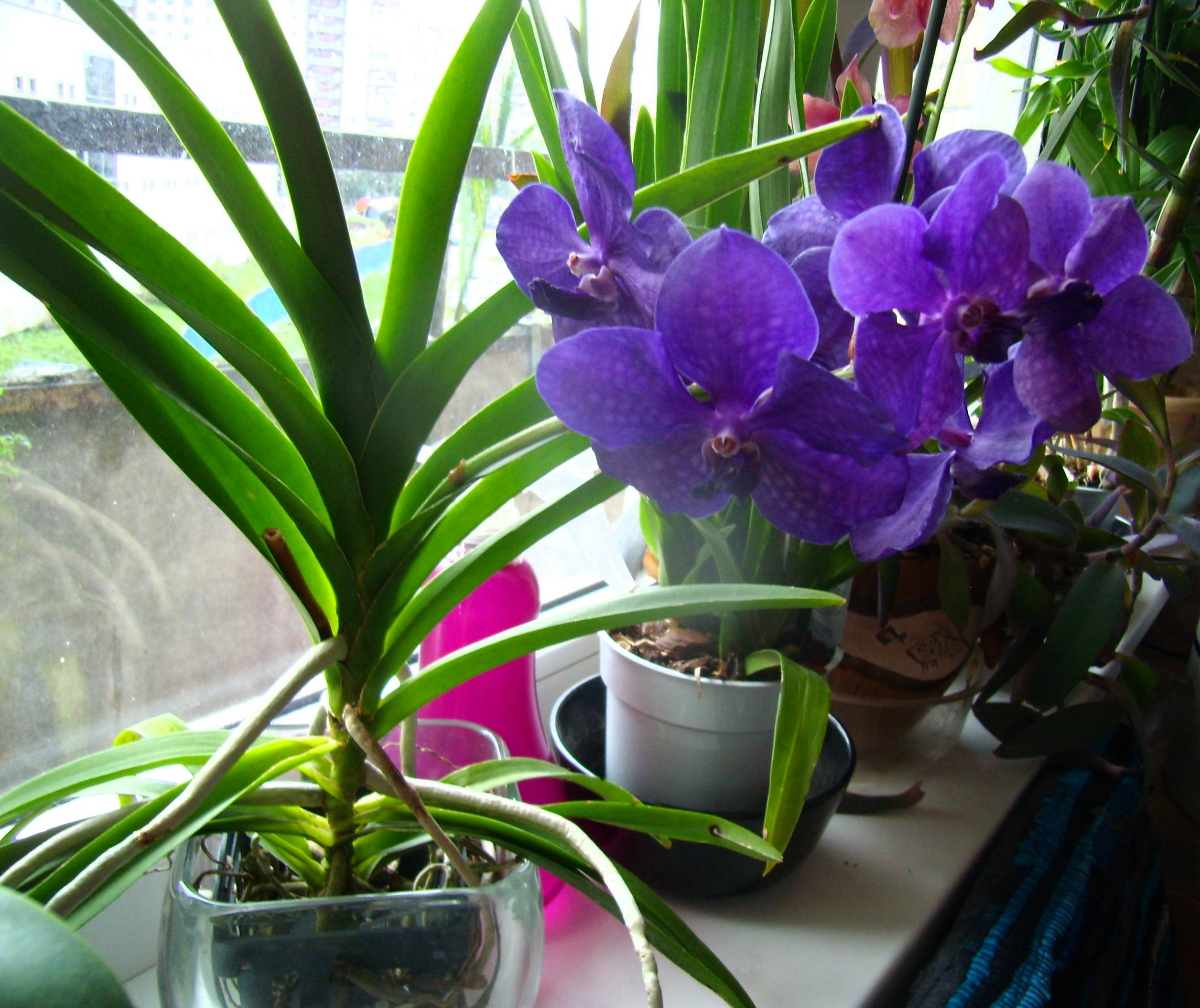 Выращивание орхидеи ванда в домашних условиях: советы эксперта