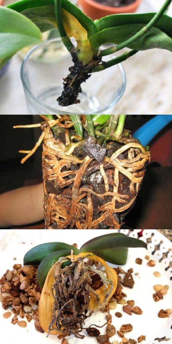 Как спасти орхидею, если у нее сгнили корни?