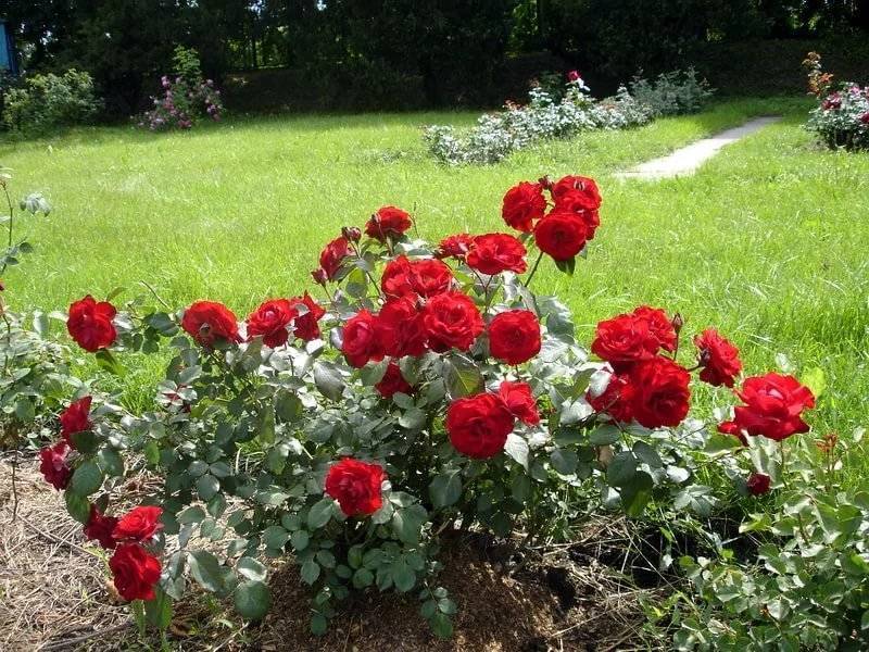 Яркая красавица роза нина вейбул — характеристика сорта, советы по уходу и фото растения