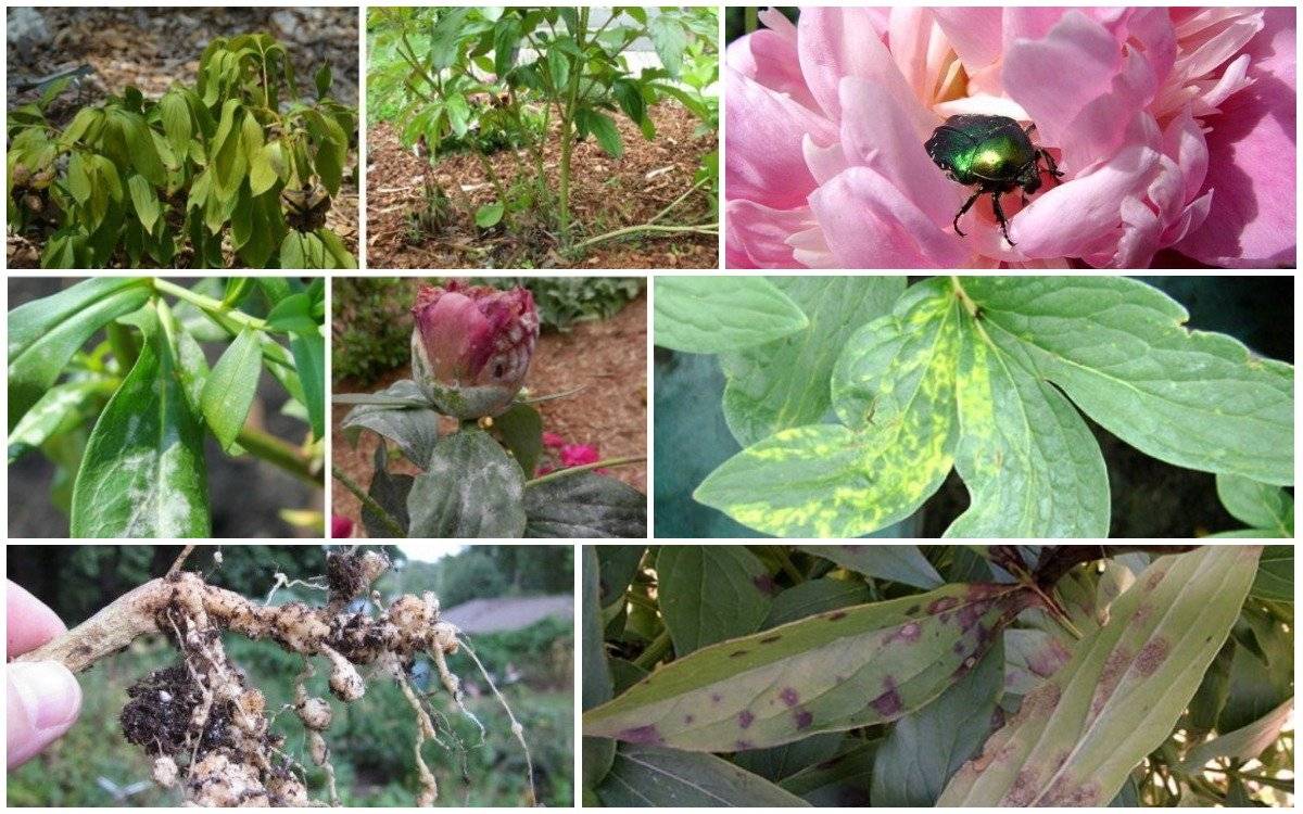 Болезни и вредители пионов: симптомы опасных заболеваний и методы борьбы с вредными насекомыми