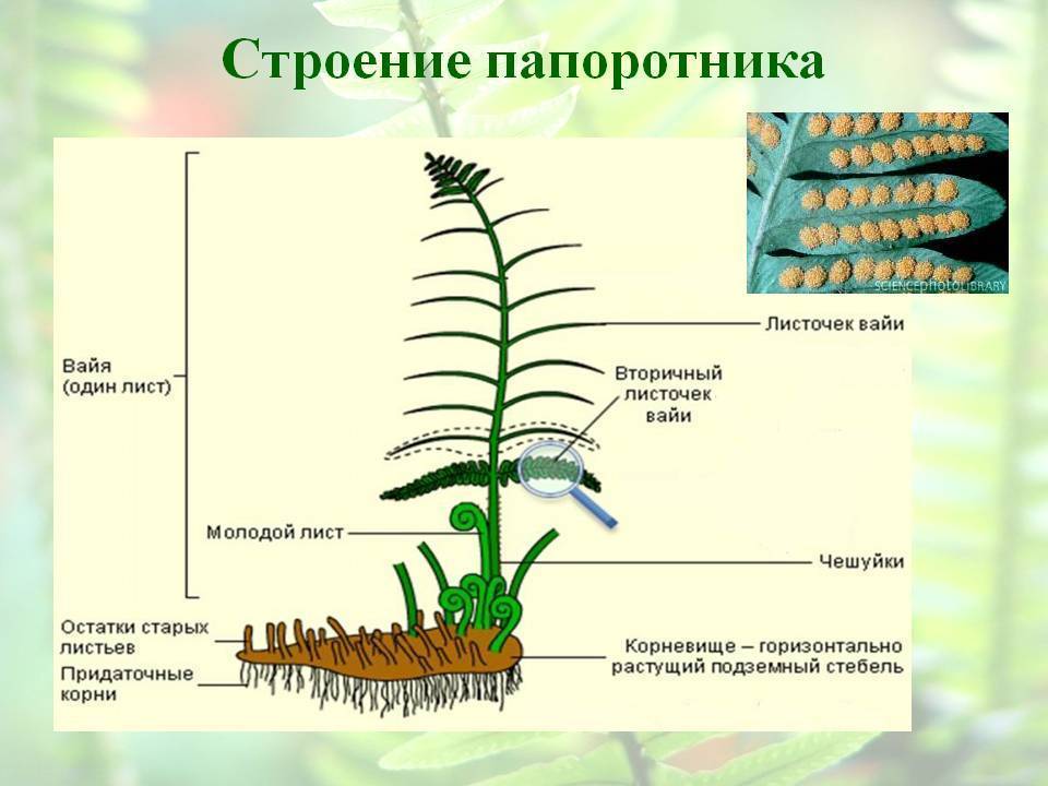 Особенности папоротниковых растений, различия разных видов растения