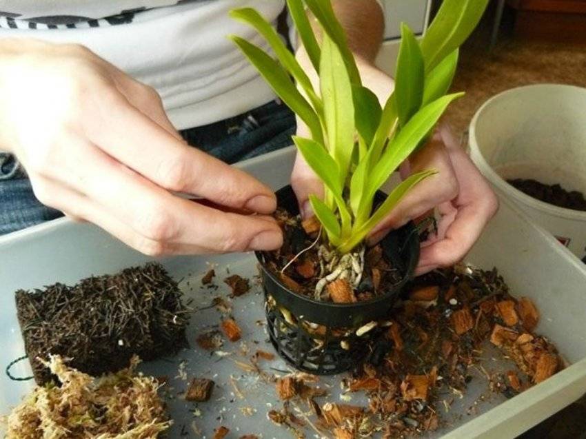Мильтония: уход в домашних условиях за этим видом орхидеи, правила размножения и пересадки, борьба с болезнями и вредителями