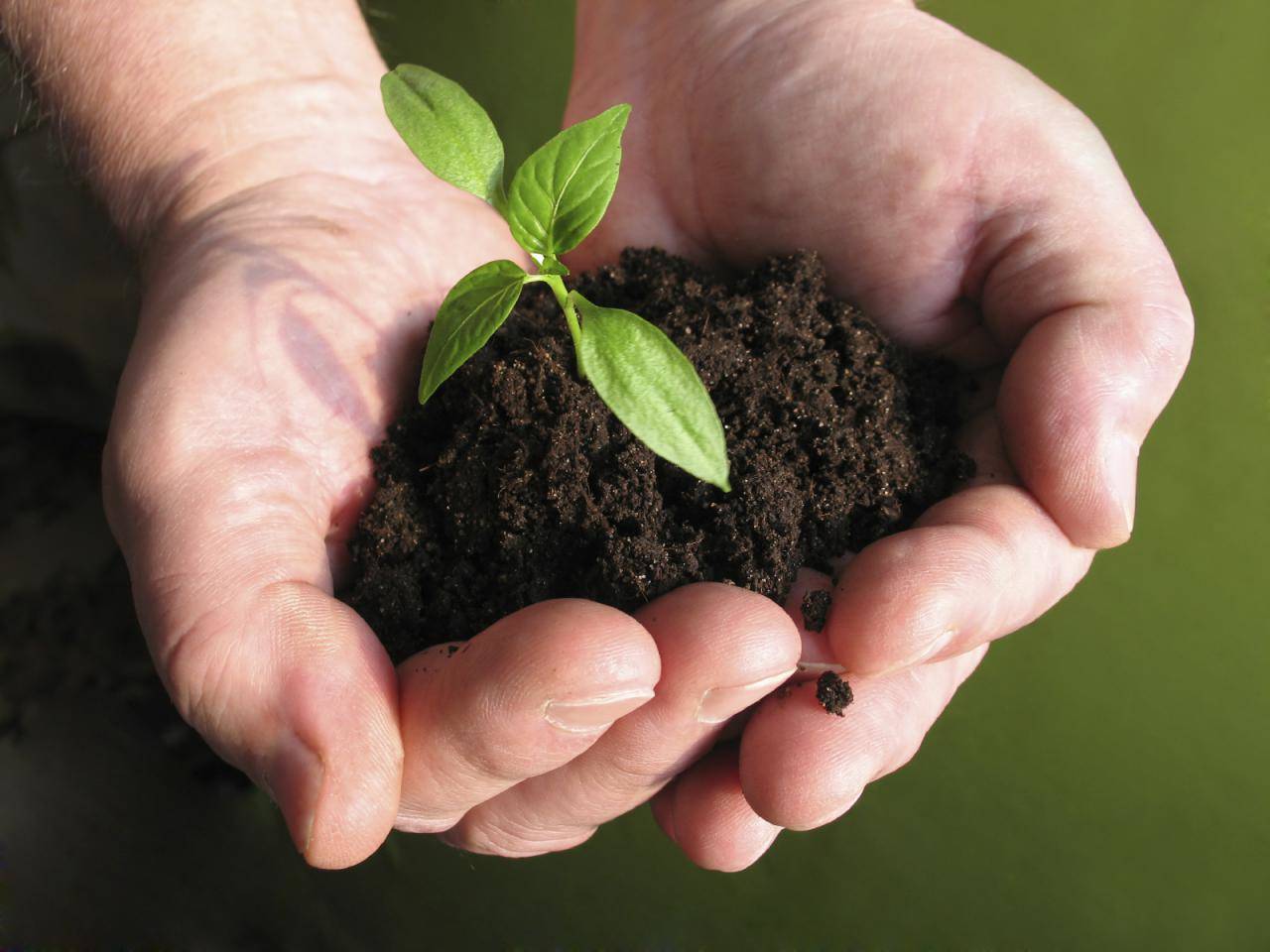 Почва для растений – субстраты, смеси, компоненты. как составить субстрат для цветов