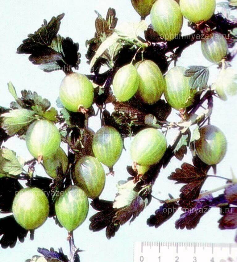 Сорт крыжовника малахит: характеристика, выращивание и как сажают