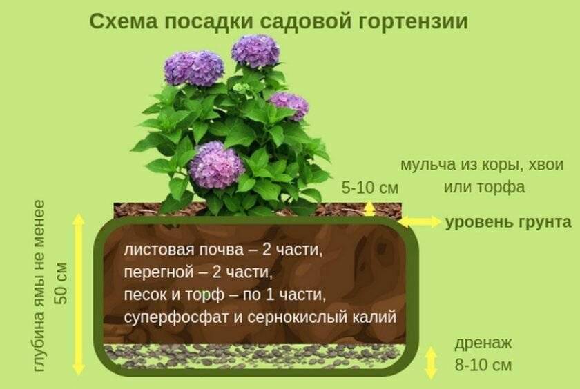 Все о цветении гортензии. как ухаживать за растением в этот период?
