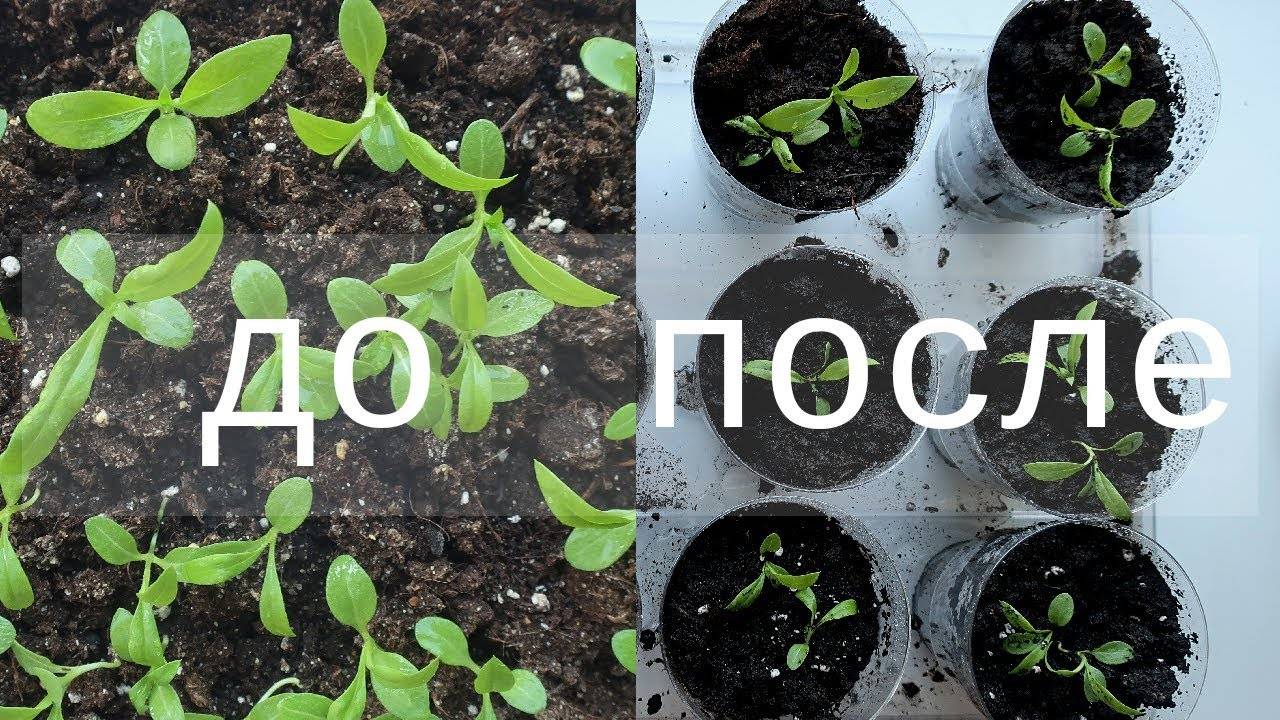 Флокс друммонда: выращивание из семян когда сажать на рассаду