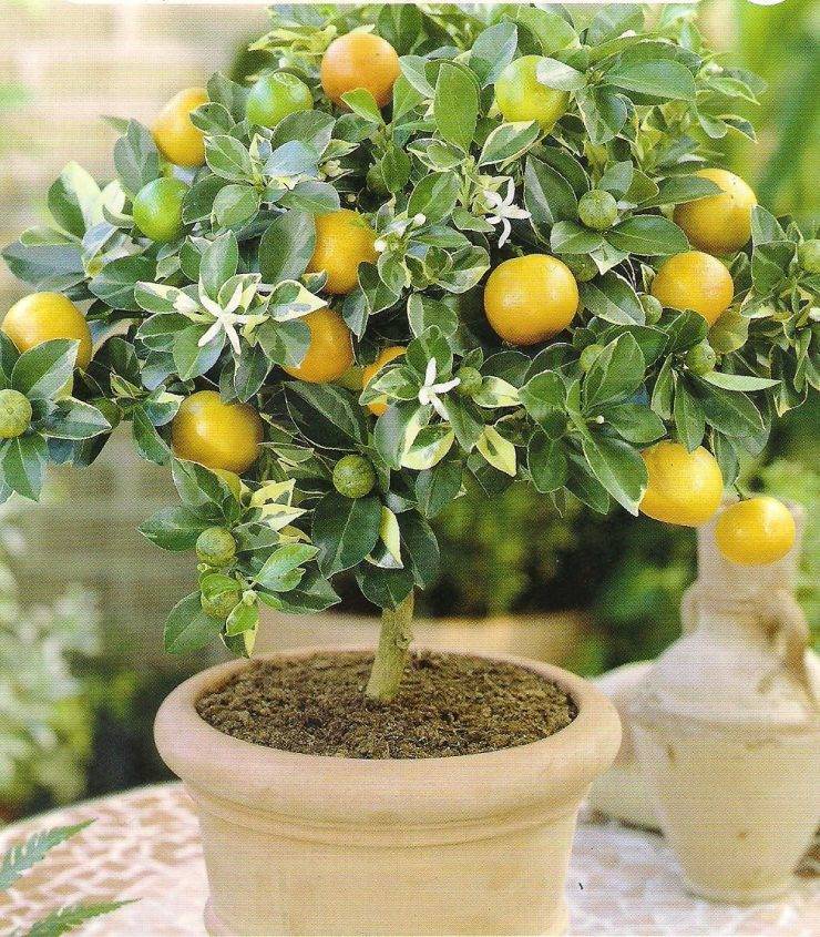 Лимонное дерево в домашних условиях уход, размножение