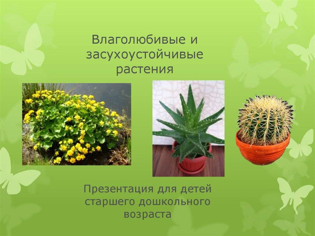 Топ-15 декоративных засухоустойчивых растений для сада